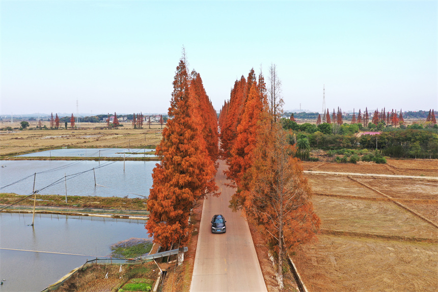 冬日水杉黃 鄉村公路美