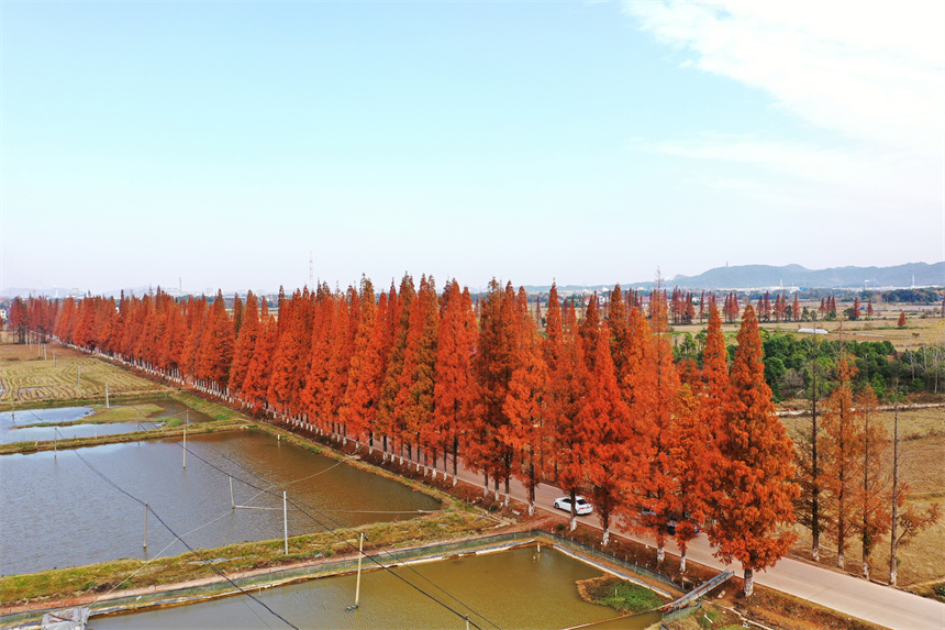 冬日水杉黃 鄉村公路美