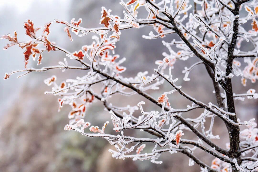 江西明月山迎瑞雪 地方供图