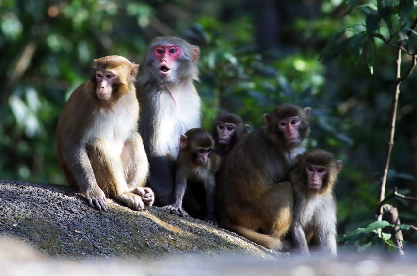在官山国家级自然保护区东河保护站，成群结队下山觅食的野生猕猴纷纷“亮相”。何贱来摄