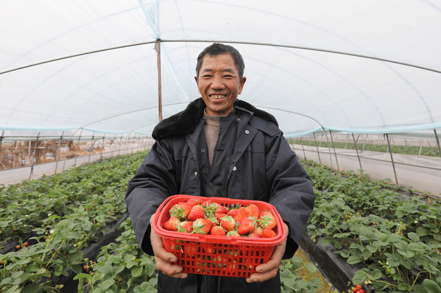 农户揭长根正在采摘成熟的草莓供应市场