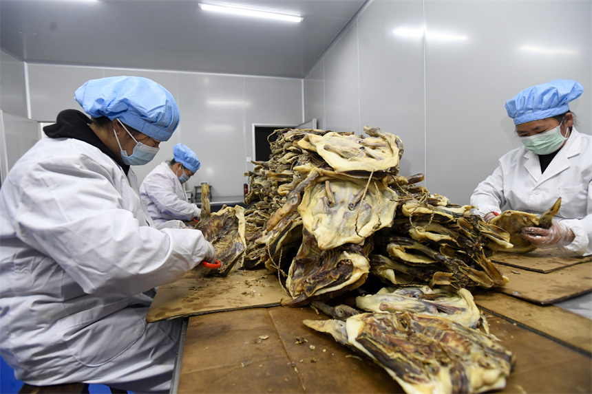 工作人员正在加紧赶制传统板鸭。周亮摄