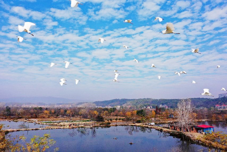 近日，泰和县澄江镇北门村生态湿地迎来了一群白鹭栖息。邓和平摄