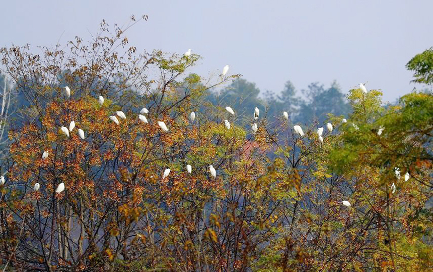 近日，泰和縣澄江鎮北門村生態濕地迎來了一群白鷺棲息。鄧和平攝
