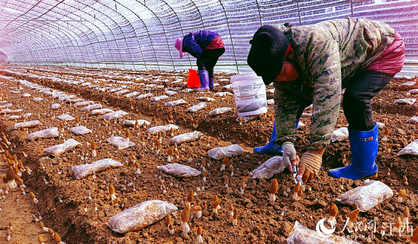 1月27日，永豐縣沿陂鎮枧頭村村民正在採摘成熟的羊肚菌。人民網 帥筠攝