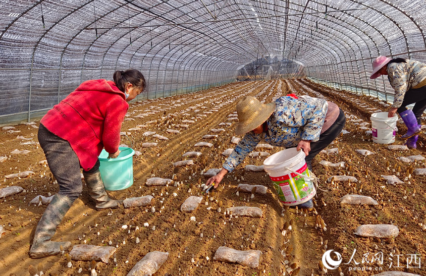 1月27日，永丰县沿陂镇枧头村村民正在采摘成熟的羊肚菌。人民网 帅筠摄