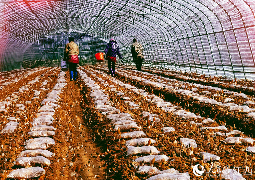 1月27日，永豐縣沿陂鎮枧頭村村民正在採摘成熟的羊肚菌。人民網 帥筠攝