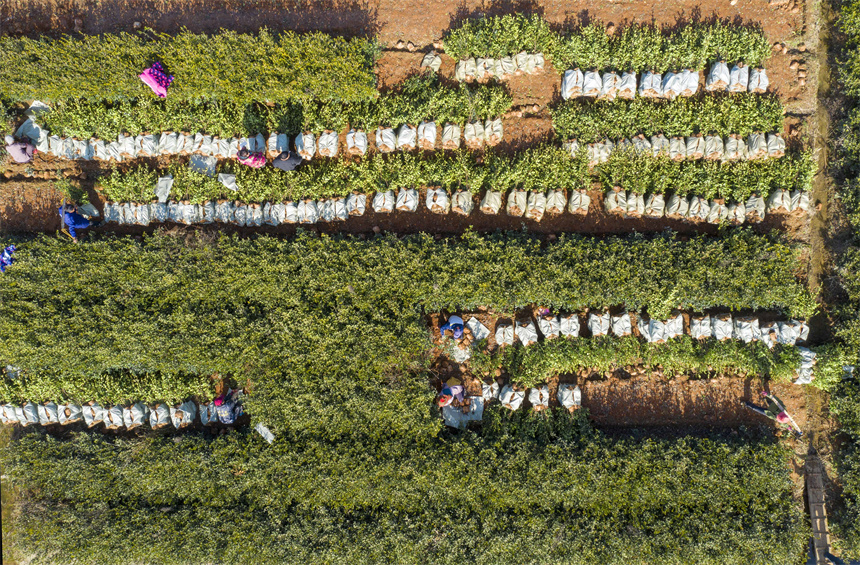 油茶种植户在田间采收油茶苗。周亮摄