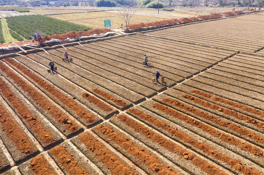 油茶种植户在田间培育苗床，准备栽种油茶苗。周亮摄