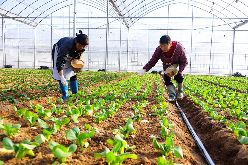 1月31日，在江西省贛州市定南縣天九鎮東山村苗木種植基地，村民正在播種苗木種子。詹繼成攝