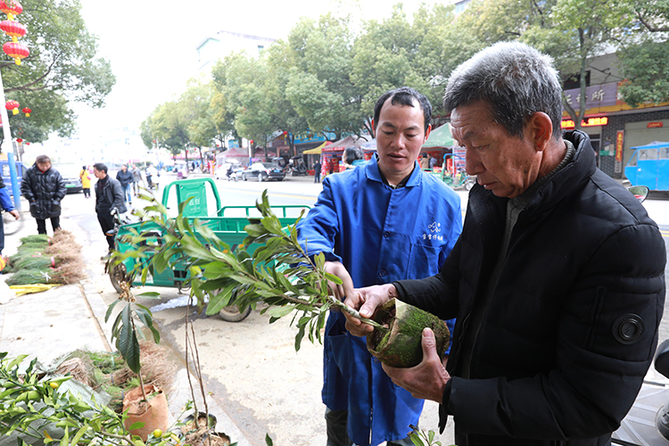 市民正在苗木市场选购树苗。