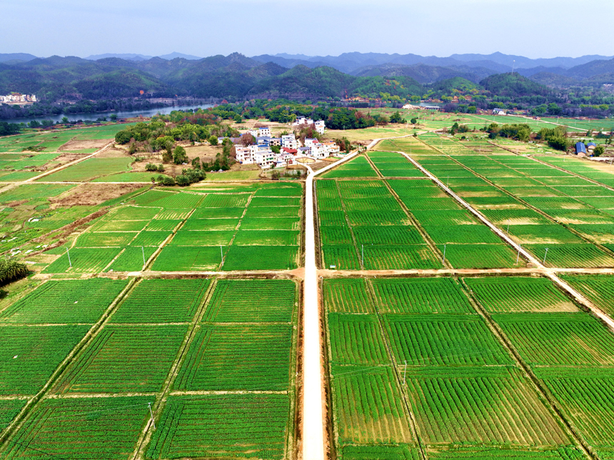 江西省信丰县崇仙乡千亩富硒水稻产业园。林世程摄