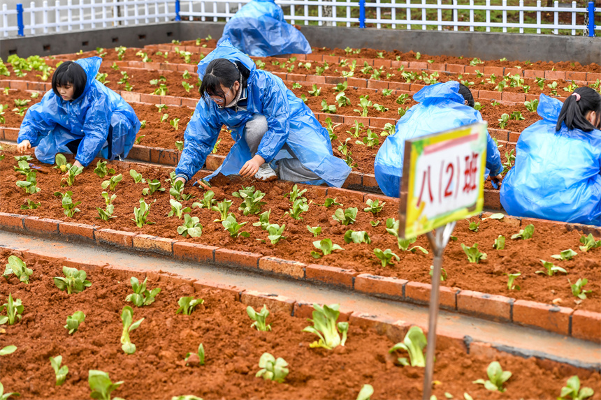 學生在校園農場裡栽種蔬菜苗。周亮攝