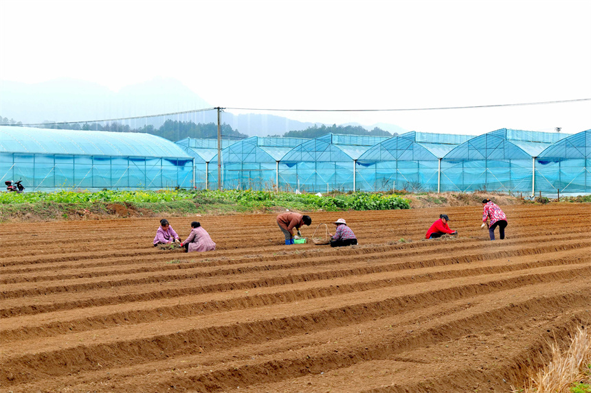 當地村民在忙著種植艾草、澆水、挖孔。王芊攝