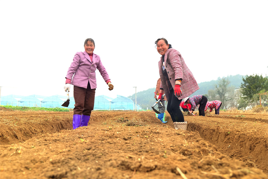 江西省信豐縣大橋鎮大橋村村民喜嘗種植艾草的喜悅。王芊攝