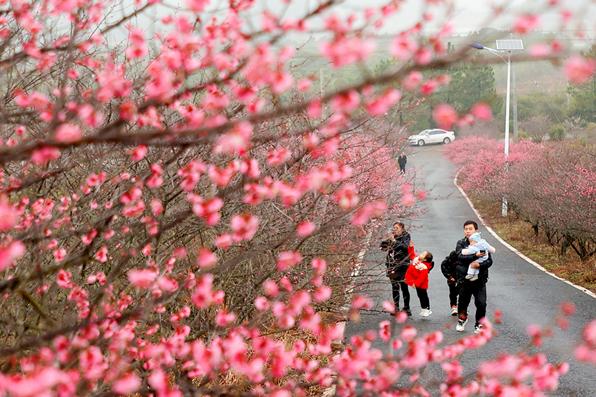 游客在江西省吉安市峡江县寒梅岭景区赏梅游玩。陈福平摄
