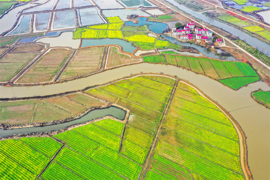 航拍镜头下,水田星罗密布,菜花竞相绽放。周亮摄