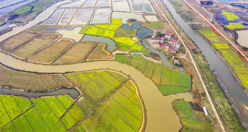 航拍镜头下，水田星罗密布，菜花竞相绽放。周亮摄