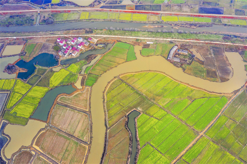 航拍镜头下，水田星罗密布，菜花竞相绽放。周亮摄