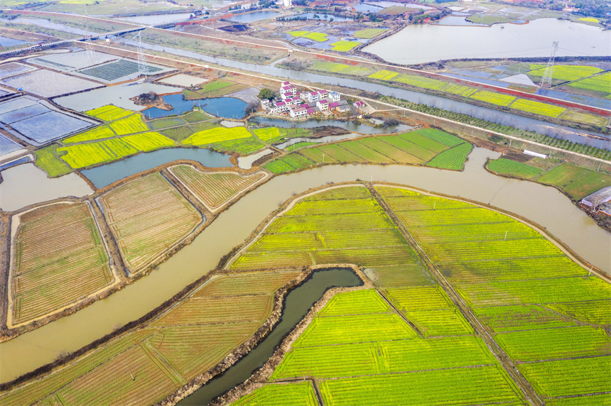 航拍镜头下,水田星罗密布,菜花竞相绽放。周亮摄