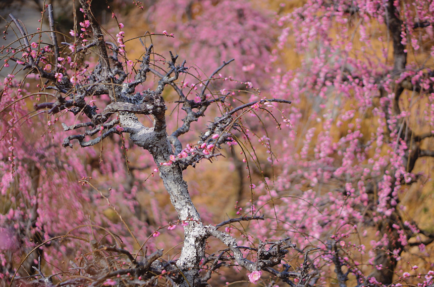 在江西婺源篁岭景区的梅园，梅花竞相开放。谢巧娟摄