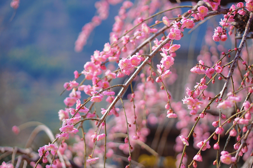 在江西婺源篁嶺景區的梅園，梅花競相開放。謝巧娟攝