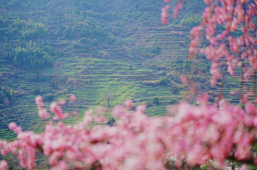 盛放的梅花與層層梯田交相輝映。謝巧娟攝