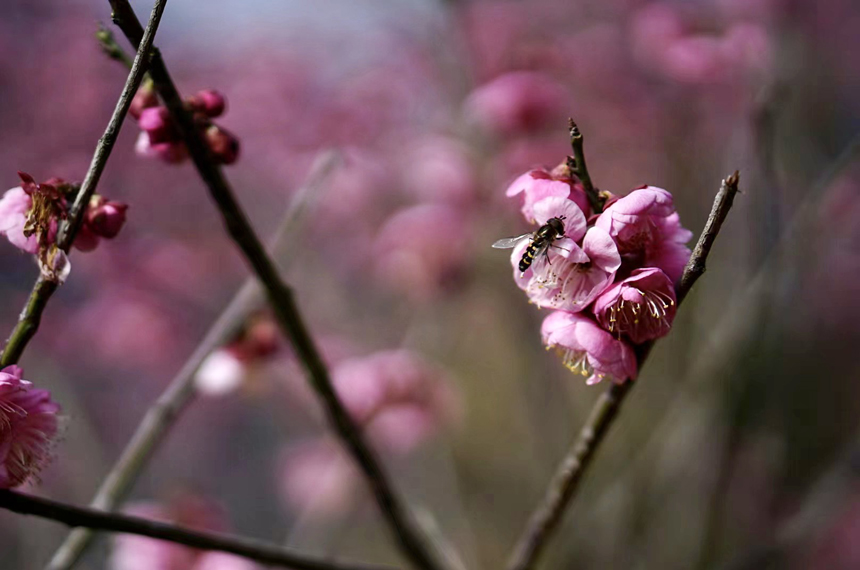 盛放的梅花吸引蜜蜂採蜜。謝巧娟攝