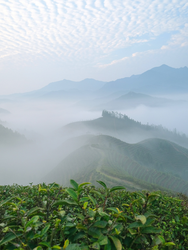 2月17日，雨水时节，江西省遂川县汤湖镇的同洲茶园绿意盎然，生机勃勃，美如画卷。李书哲摄