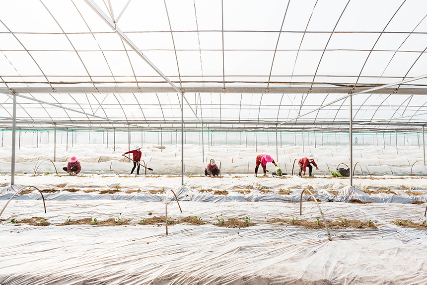 图为在永新县怀忠镇新居村新旺蔬菜种植基地，当地村民在移栽幼苗。周亚茂摄