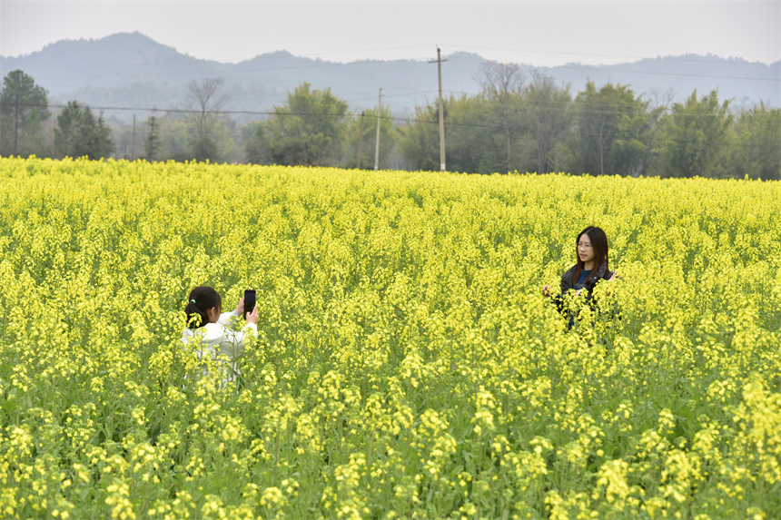 小女孩在金色花海中給媽媽拍照。劉榮東攝