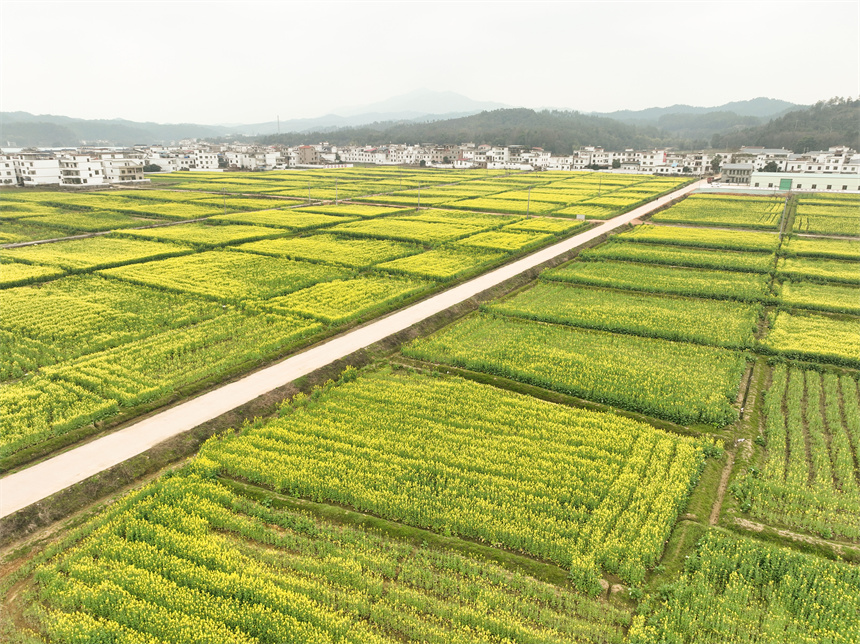 油菜花在道路兩旁綻放。劉榮東攝