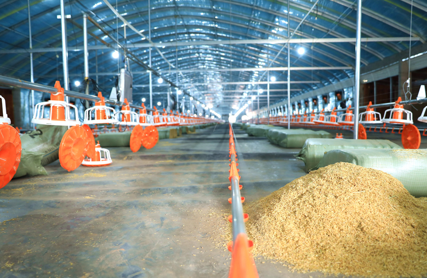 江西省信丰县小河镇康源养殖场自动化投料设备。刘阳春摄