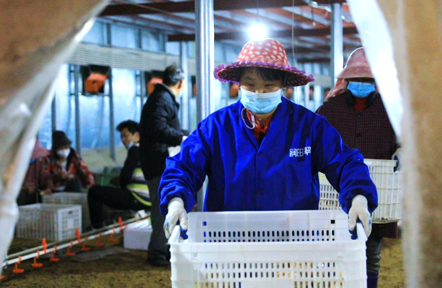 工人们正熟练地将小鸡们进行分栏。刘阳春摄