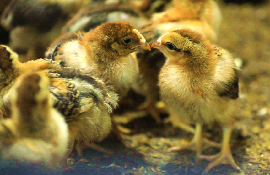 小鸡们尽情啄食营养餐。刘阳春摄