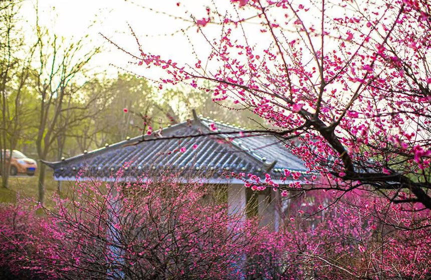 江西省武宁县西海湾区梅园中的梅花绽放，吸引大批游客赏梅拍照。翁第亮摄