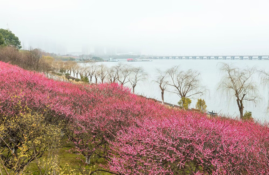 江西省武宁县西海湾区梅园中的梅花绽放，吸引大批游客赏梅拍照。翁第亮摄