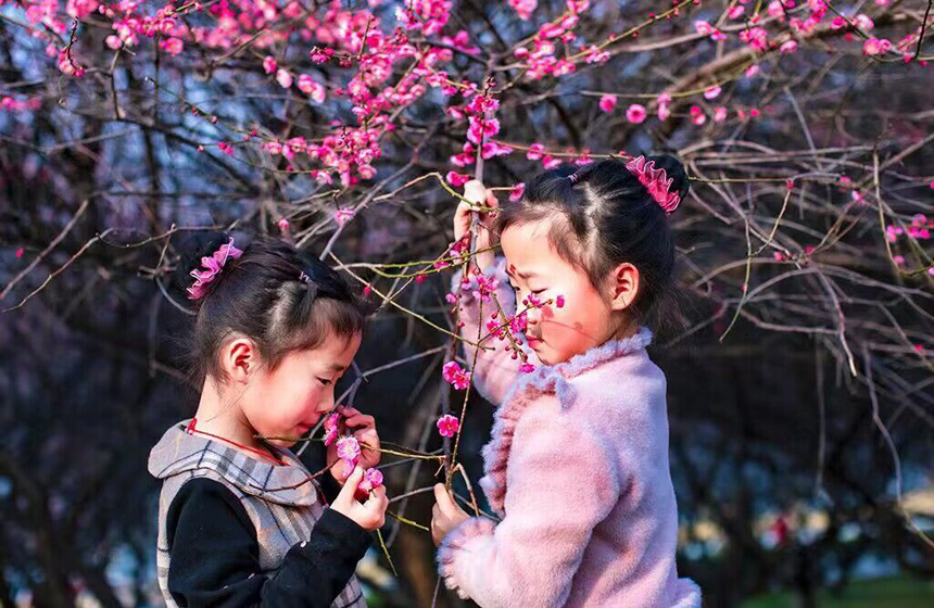 江西省武寧縣西海灣區梅園中的梅花綻放，吸引大批游客賞梅拍照。翁第亮攝