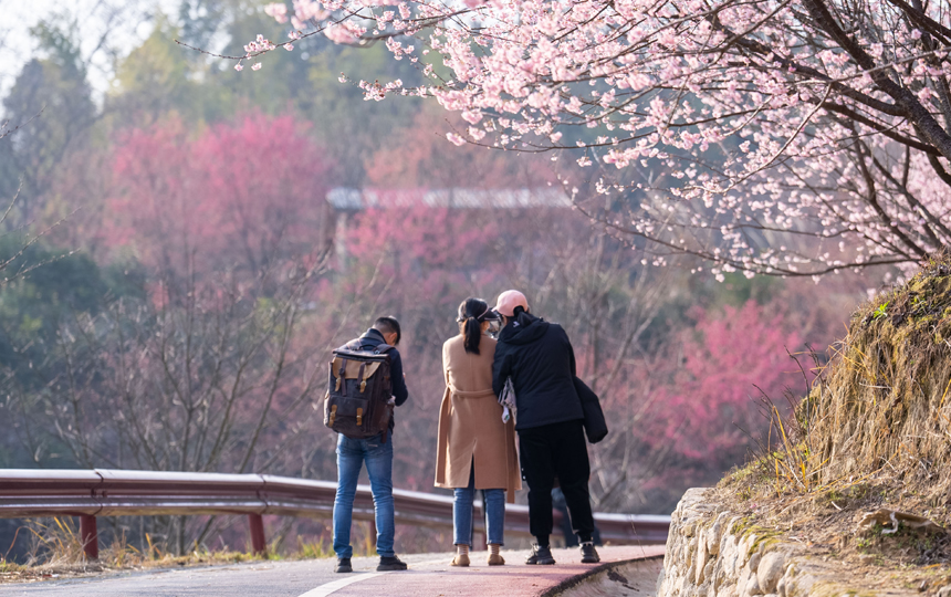 明月山花海原居景区樱花盛开，吸引众多市民前来踏春赏花。陈旅摄