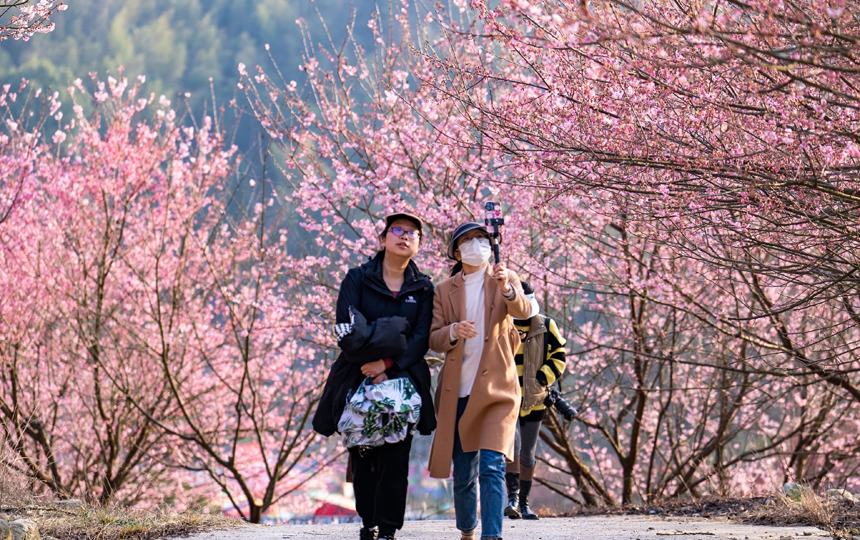 明月山花海原居景区樱花盛开，吸引众多市民前来踏春赏花。陈旅摄