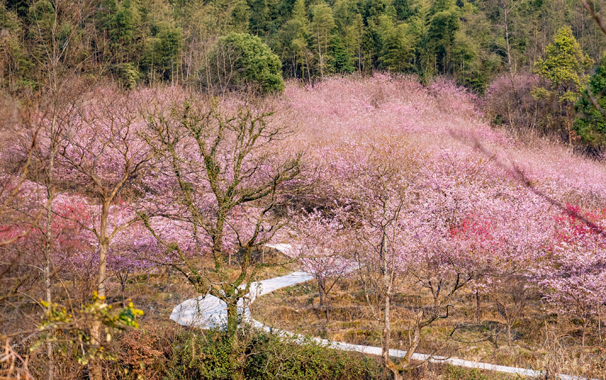 明月山花海原居景区樱花盛开，美不胜收。陈旅摄