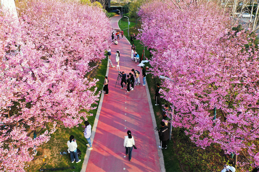 赣州蓉江新区滨江公园，樱花进入最佳观赏期。甘倩茜摄