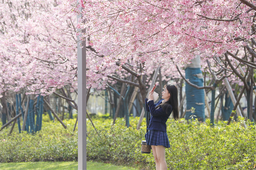 櫻花盛放吸引游客拍照。邱蛟龍攝
