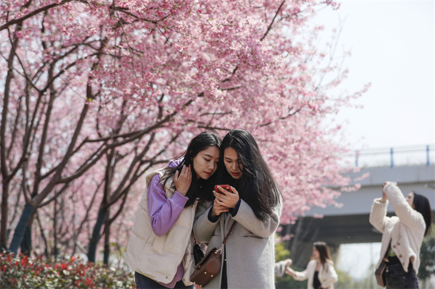 樱花盛放吸引游客拍照。邱蛟龙摄
