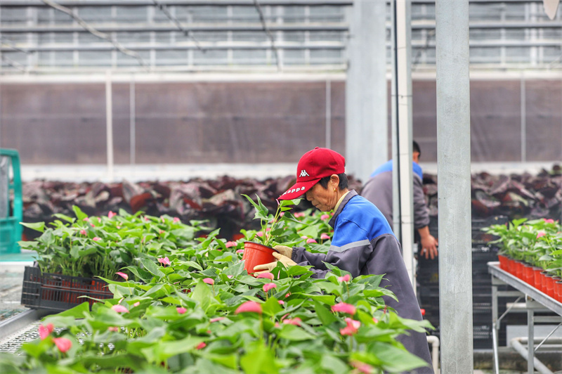 彭澤縣蔓谷田園綜合體大棚內各式花卉擺放整齊，工人正在打理。袁昕攝