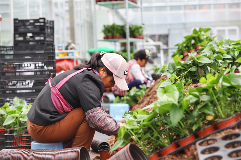 彭澤縣蔓谷田園綜合體大棚內各式花卉擺放整齊，工人正在打理。袁昕攝