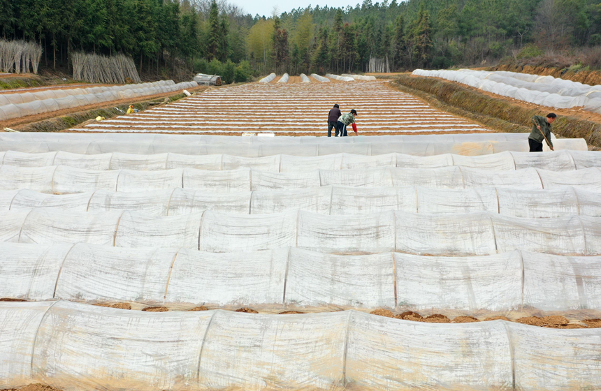 上高縣墨山鄉香山村蔬菜種植基地。陳旗海攝