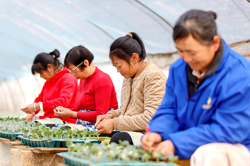 瓜农在嫁接西瓜秧苗。陈福平摄 