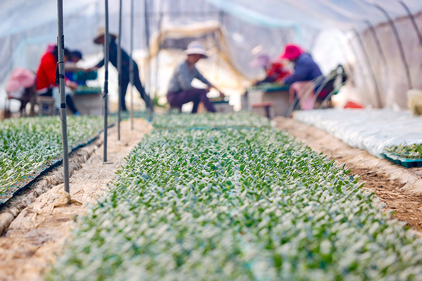 瓜农在嫁接西瓜秧苗。陈福平摄