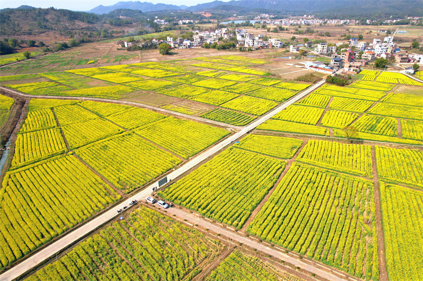 油菜花盛放，大地金黄，花繁似海。李禹洪摄